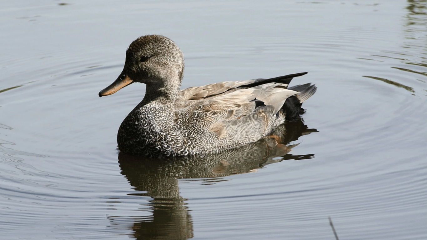 In the Odessa region, rare ducklings were spotted - what is known