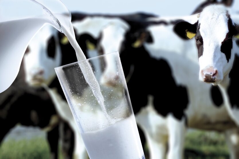 Analysts reported new price dynamics for milk: what consumers can expect in June
